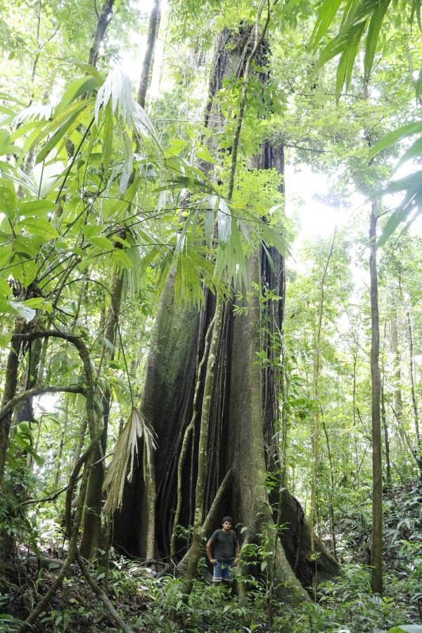 Finca Sueno De Osa Пуэрто-Хименес Экстерьер фото