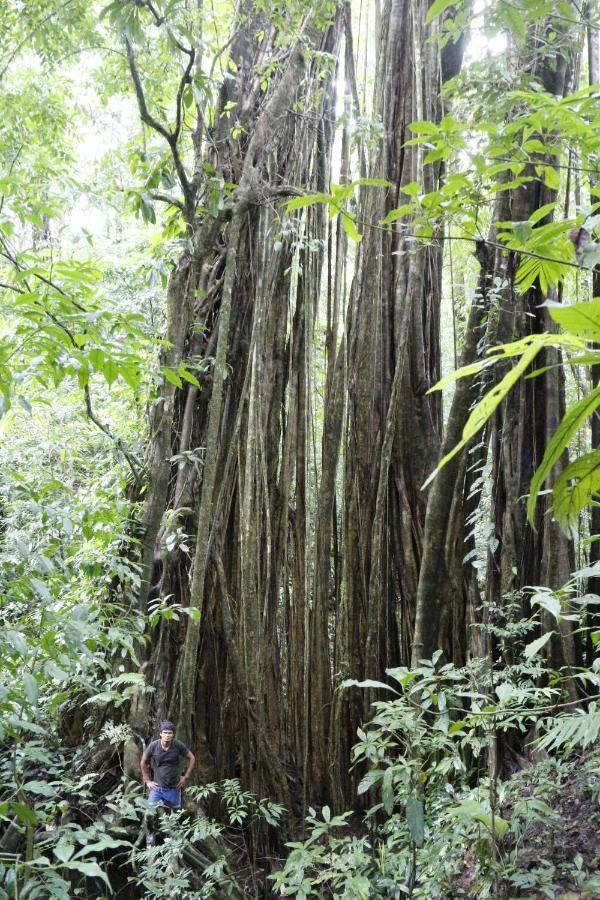 Finca Sueno De Osa Пуэрто-Хименес Экстерьер фото