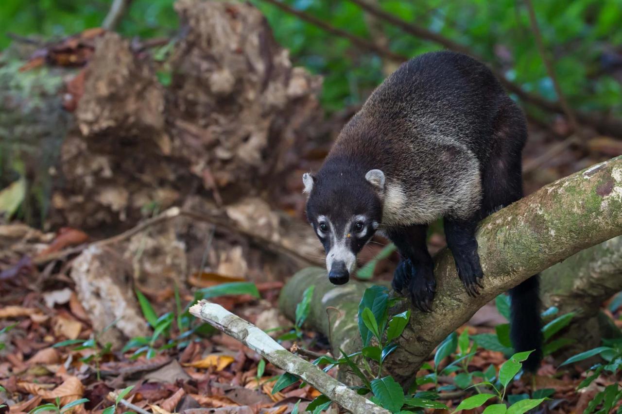 Finca Sueno De Osa Пуэрто-Хименес Экстерьер фото