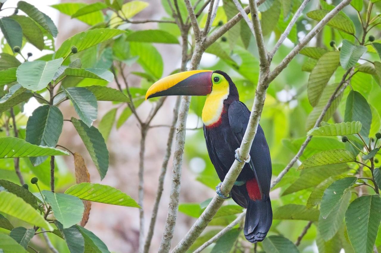 Finca Sueno De Osa Пуэрто-Хименес Экстерьер фото