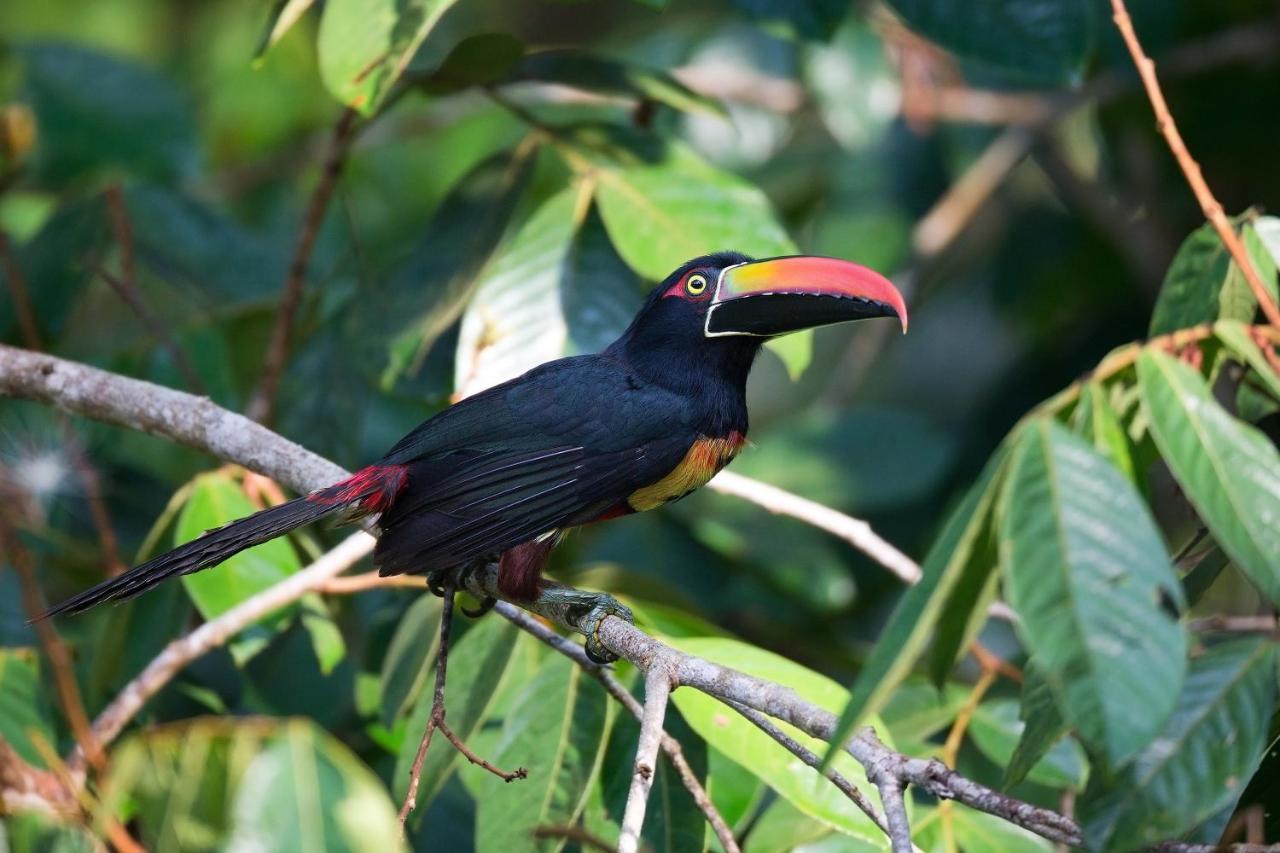 Finca Sueno De Osa Пуэрто-Хименес Экстерьер фото