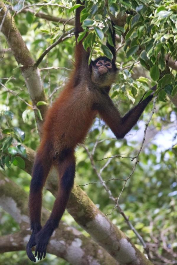 Finca Sueno De Osa Пуэрто-Хименес Экстерьер фото